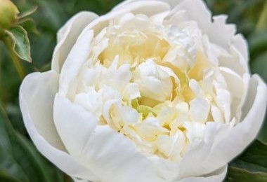 Peony Duchesse de Nemours